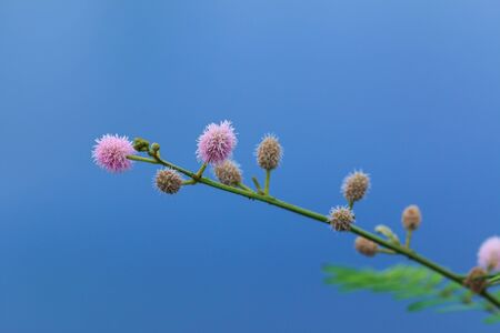 weed flowers on sky backgroundの写真素材