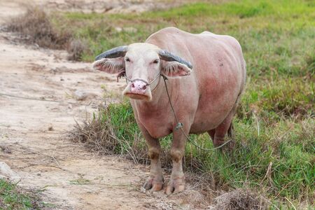 Thai albino buffalo in meadowの写真素材