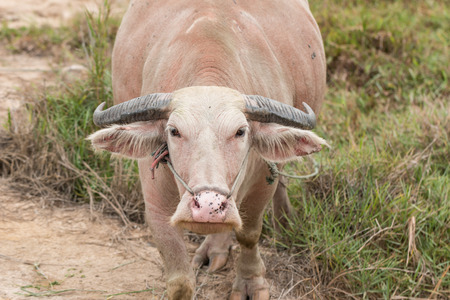 Thai albino buffalo in meadowの写真素材