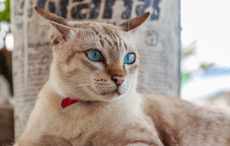 Blue eye catの写真素材