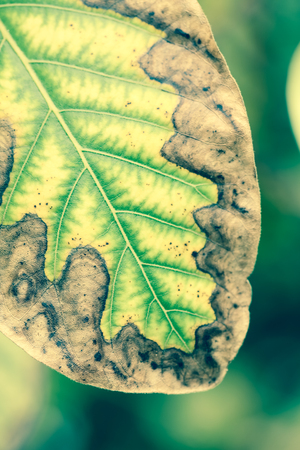 green leaves in close up nature background , vintage styleの写真素材