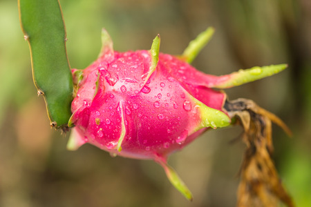 dragon Fruit on the tree after rainの写真素材