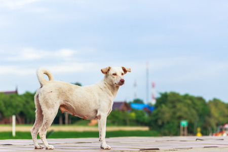Standing white Thai dog on Cement floorの写真素材