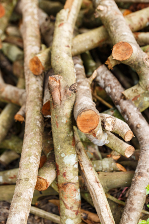 Image of a lot of pyre, woodpileの写真素材