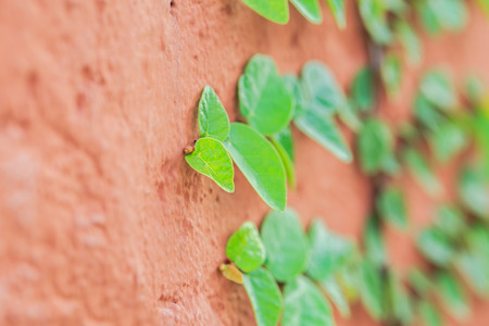 Climbing Ficus pumila and green plant on red wallの写真素材
