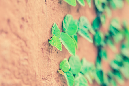 Climbing Ficus pumila and green plant on red wallの写真素材
