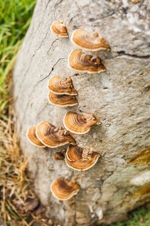 Close up mushroom on wood