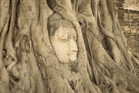 Head of Buddha statue in the tree roots at Wat Mahathat temple, Ayutthaya, Thailandの写真素材