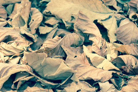 Fallen teak leaf on ground in forestの写真素材