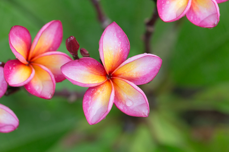 Colorful Plumeria flowers with drops of waterの写真素材