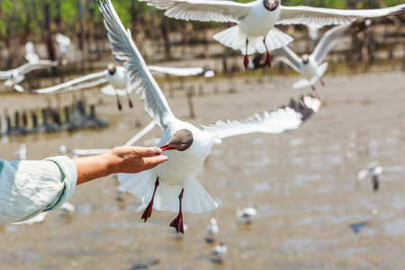 Flying seagull taking food from hand at Bang Pu , Thailand