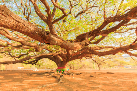 Giant tree,Rain tree,Samanea saman (Leguminosae),Minosoideae, Kanchanaburi, Thailand