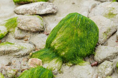 Green algae on rocks by the beach