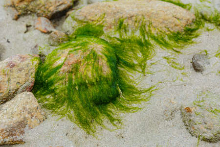 Green algae on rocks by the beach
