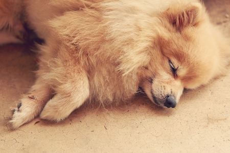 Pomeranian dogの写真素材