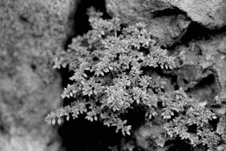 Plant seeding,Close up Young plant growing overground and morning sunlight environmentの写真素材