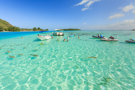 PAPEETE, FRENCH POLYNESIA â JUNE 14, 2016 : The Tourists swimming and feeding sharks and Stingrays in beautiful sea at Moorae Island, Tahiti PAPEETE, FRENCH POLYNESIA on June 14, 2016のeditorial素材