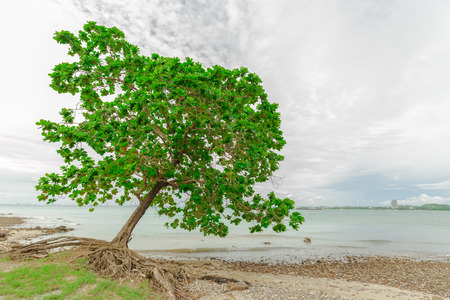 Old leaned Sea Almond tree on sea shoreの写真素材
