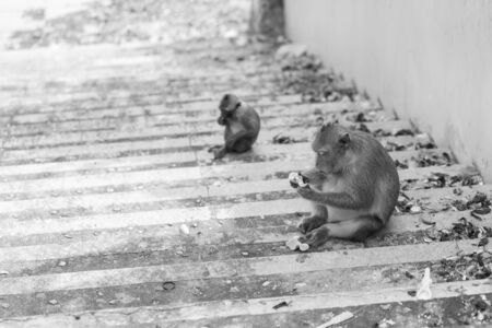 Monkey eatting fruit and sitting on the cement groundの写真素材