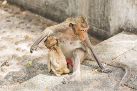 Monkey sitting on the cement wall