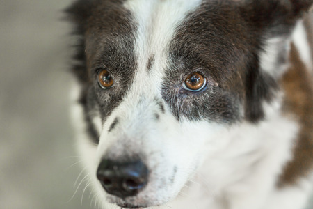 portrait Thai bangkaew dogの写真素材