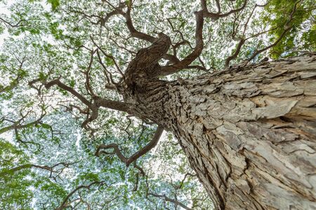 scenic view of very big and tall tree in the forest in the morning