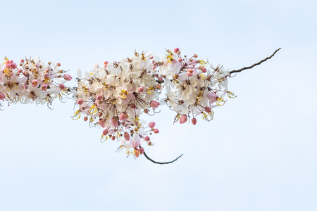 Plenty Cassia bakeriana Craib flowerの写真素材