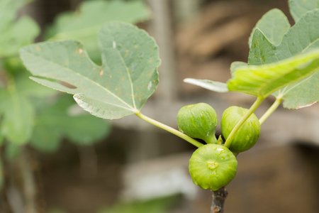 Green figs on the tree after rainの写真素材