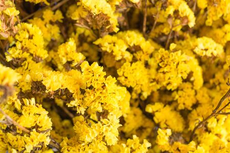 Close up Artificial yellow flowersの写真素材