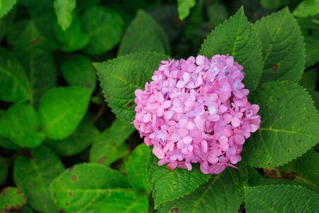 Hydrangea flowers in gardenの写真素材