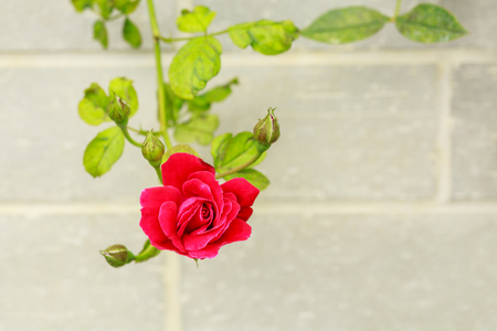 Fresh red rose on cement backgroundの写真素材
