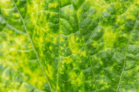 Pattern of leavesの写真素材