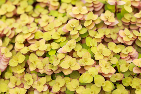 group of small plantの写真素材