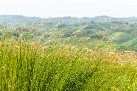 green grass on the meadow in dayの写真素材
