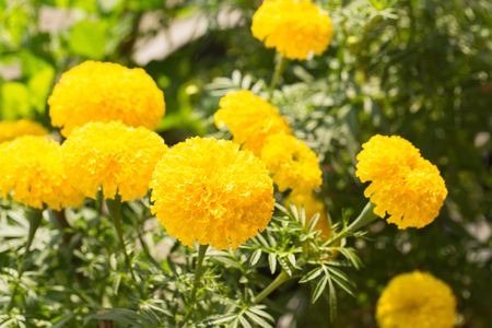 beautiful marigold flowers in the gardenの写真素材