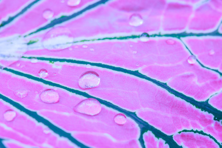 Rain drops on beautiful leaves