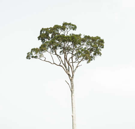 Isolated trees on white backgroundの写真素材