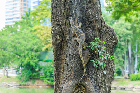 Asian Water Monitor climbing on a tree in Bangkok, Thailandの写真素材