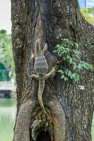 Asian Water Monitor climbing on a tree in Bangkok, Thailandの写真素材