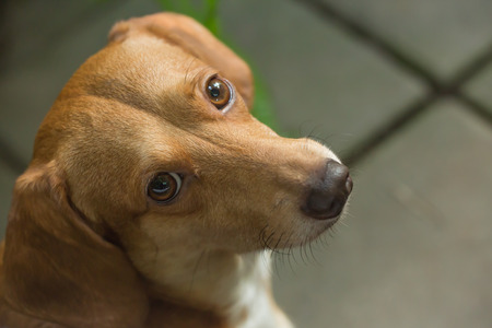 A beautiful puppy dog with sad eyes dog portrait