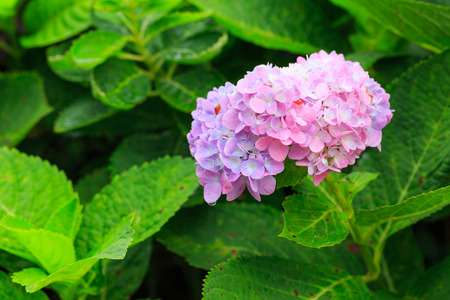 Hydrangea flowers in gardenの写真素材