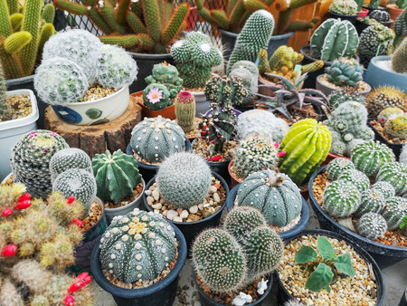 Various of small cantus in bucket,tiny tree.の写真素材