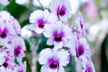 Purple and White Orchid flowers in the garden.の写真素材