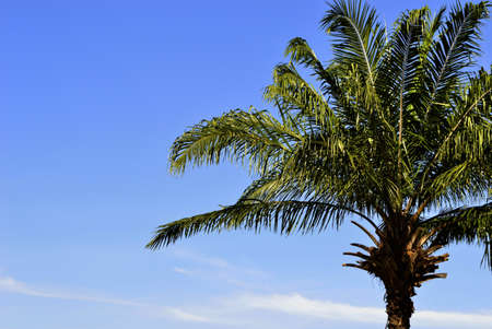 palm tree with blue skyの写真素材