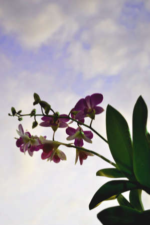 Purple orchid in skyの写真素材