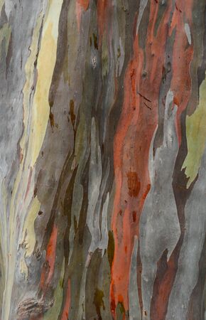 Eucaliptus tree textureの写真素材
