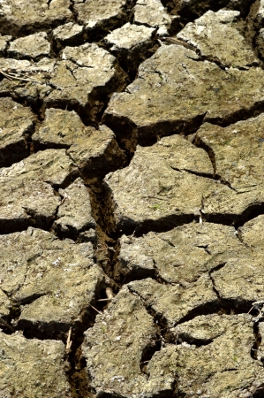 Cracked soilの写真素材