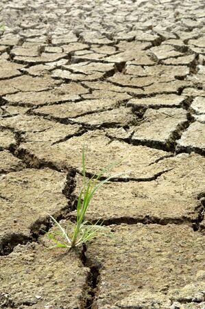 Cracked soil and grassの写真素材