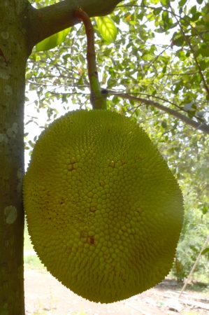 Jack-fruit on the treeの写真素材