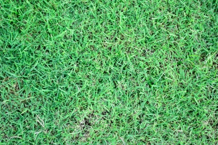 green grassの写真素材
